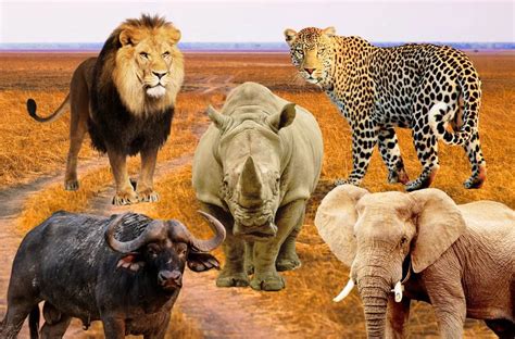 Laravel - Unforgettable African Safari Experiences