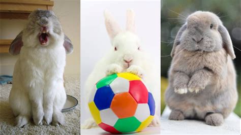 Funny and Cute Baby Bunny Rabbit Videos