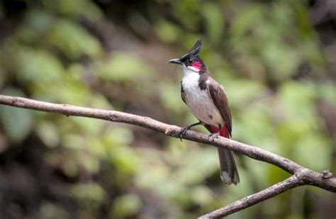 1.700+ Roodoorbuulbuul Stockfoto's, afbeeldingen en royalty-free ...