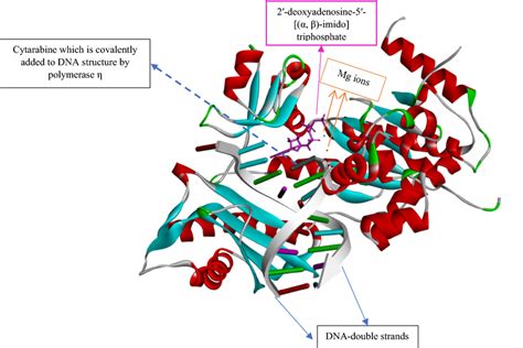 Structure of polymerase η complexed with DNA to which cytarabine is ...