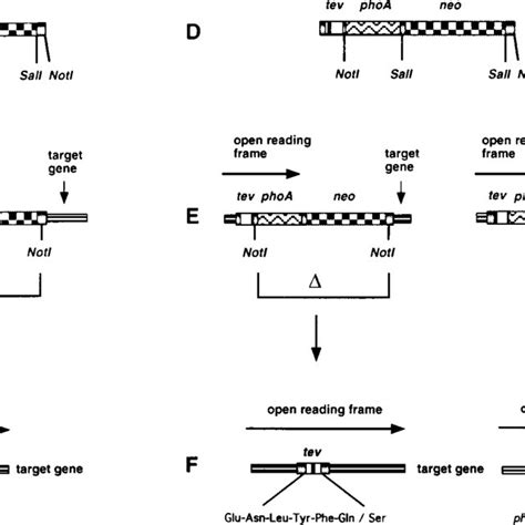 Structure and use of TnTIN and TnTAP. tev represents TEV protease ...