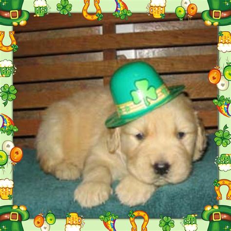 Happy St. Patricks Day Puppy | Labrador mom, Cute puppies, Happy st ...