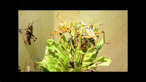 Giant Insect Battle / Fight: Lubber Grasshopper (Romalea guttata) Smithsonian Natural History