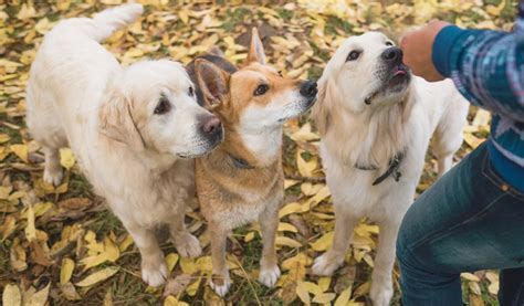 Understanding Your Dog's Behaviour - Easy Spaniel Training