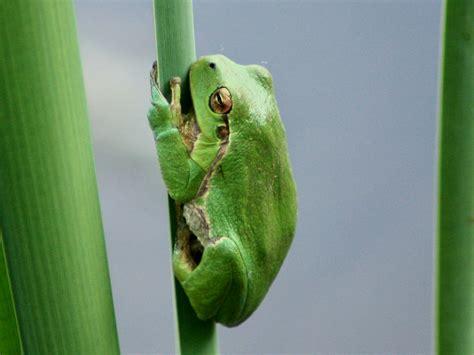 Rainette verte - Hyla arborea | Clicnat - Picardie Nature