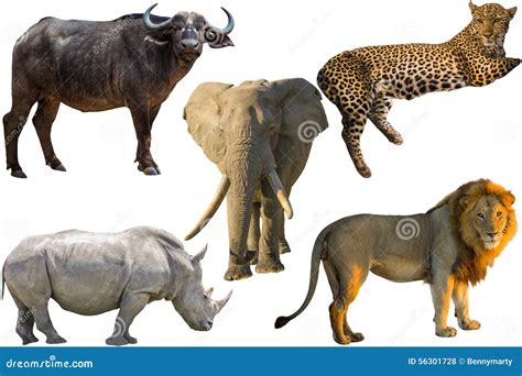 African Big Five Stock Photo - Image: 56301728