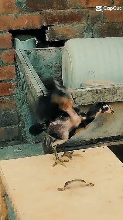 chick jump 😎 ️#shermeindehat #birds #newsetup - YouTube