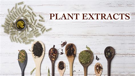 Extract From Plants at Jordan Timperley blog