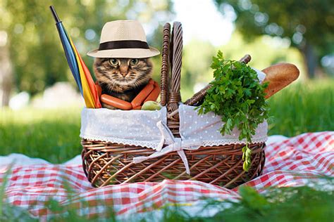 1,300+ Cat Picnic Stock Photos, Pictures & Royalty-Free Images - iStock
