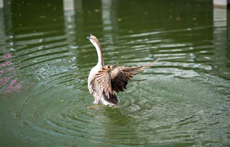 A Chinese Goose Flaps Its Wings in the Pond. Stock Image - Image of ...