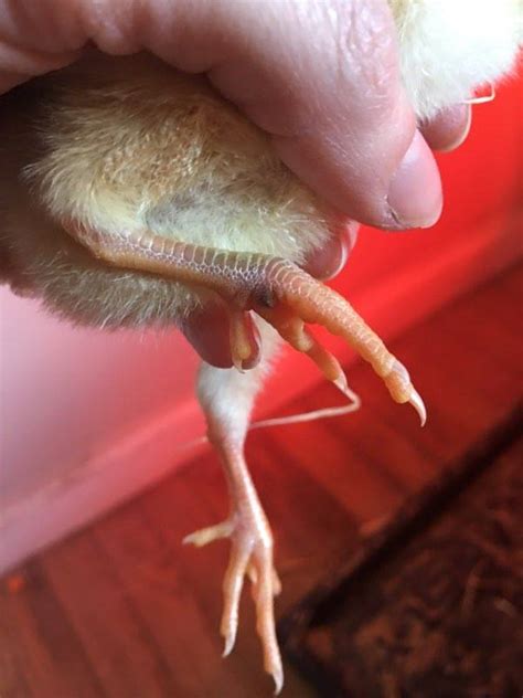 Chick with Injured Leg | BackYard Chickens - Learn How to Raise Chickens