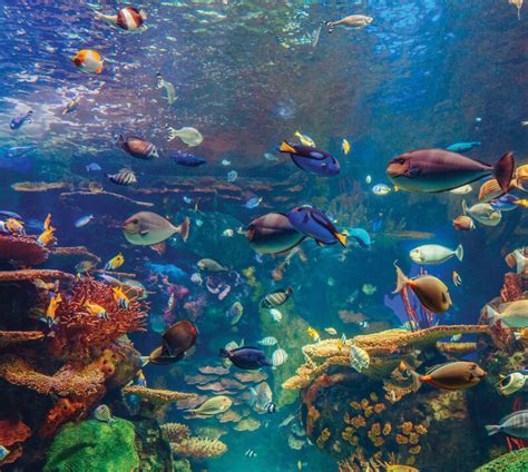 Movements: Swimming Fish