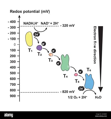 Schéma de potentiel Redox. Direction du flux d'électrons. Symboles ...