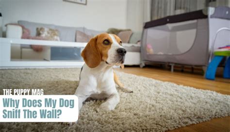Why Your Dog Sniffs The Walls! – (5 Key Causes) – The Puppy Mag