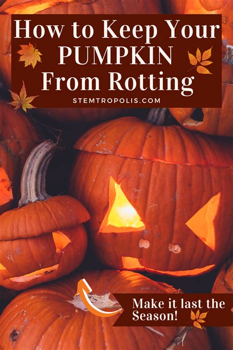 Preserve Carved Pumpkin - Preserve Carved Pumpkin | Preserve carved ...