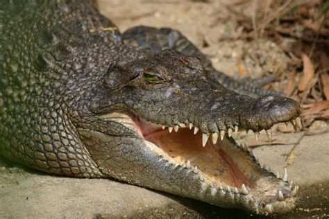 Conservation des crocodiles - International Crocodilian Farmers Association