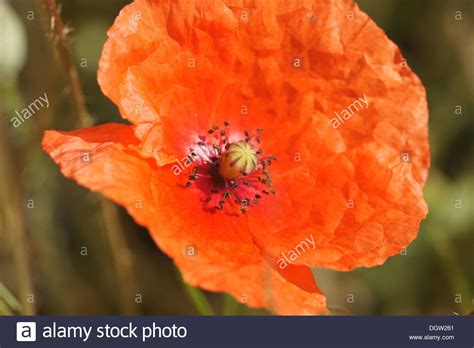 Poppy fruits hi-res stock photography and images - Alamy