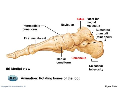 7 The Skeleton: Part C. - ppt download