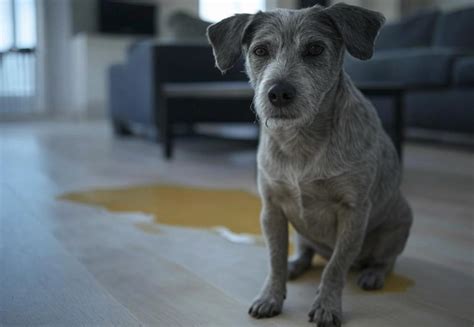 Incontinence urinaire chez le chien : causes, symptômes et solutions ...