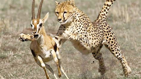 Most Amazing Moments Of Wild Animal Fights - Best Hunting Scenes - YouTube