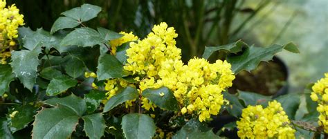 Mahonia : comment le planter, le tailler et l'entretenir