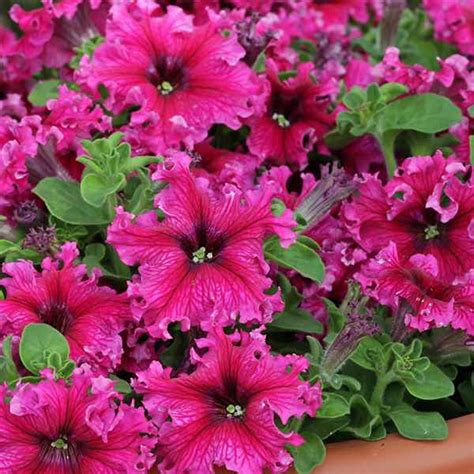 Petunia Seeds | 83 Petunias | Annual Flower Seeds