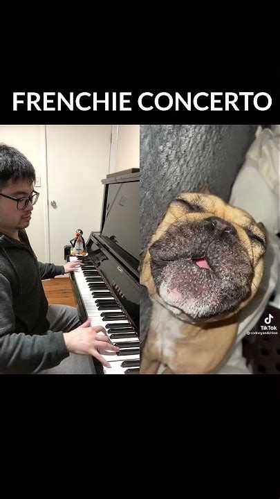 Piano Duet with an Amazing Frenchie who can Sing whilst Sleeping! - YouTube