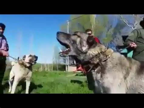Kangal Attack angry - YouTube