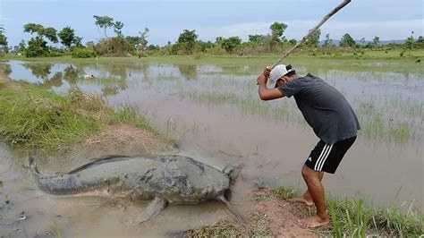 Best Hand Fishing | Amazing Man Catching Catfish Big by Hand |in Water ...