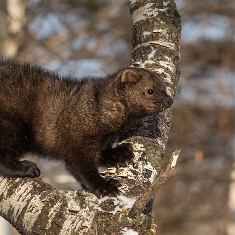 maine fisher cat pictures - Emmaline Amador