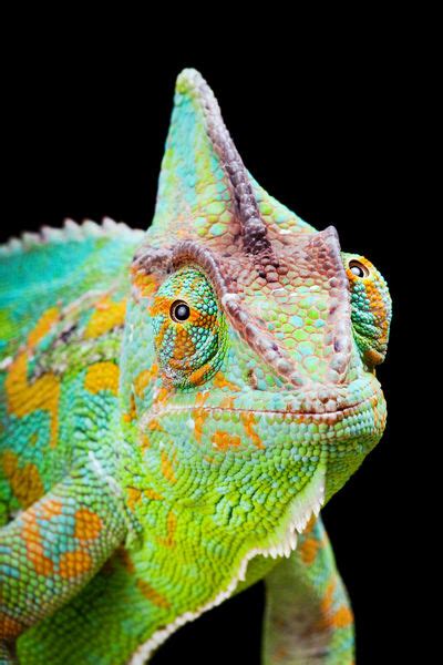 Animal coloration - Alchetron, The Free Social Encyclopedia