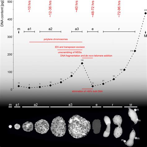 DNA content and morphology of macronuclear developmental stages. DNA ...