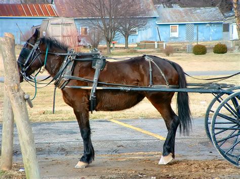 Amish Horse | These Amish were at the grocery store, so I sh… | Flickr
