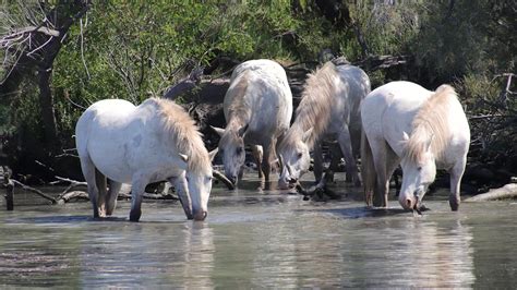 Chevaux Camarguais aux Saintes-Maries-de-la-Mer | Les chevau… | Flickr