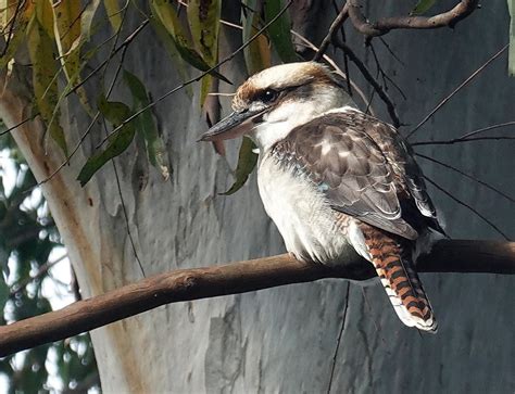 Dawn-giddy birds chirp as if every morning is a special oc… | Flickr