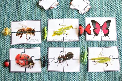 FREE Insect/Arachnid Toob Printable Puzzle | Insect activities ...