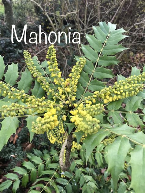 Mahonia media 'Charity' - Les Jardins de Phocas