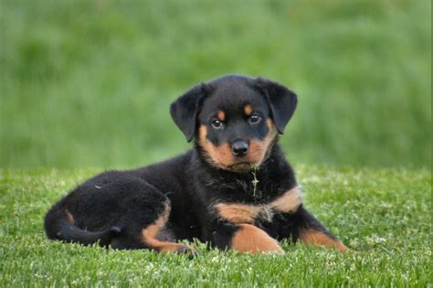 Rottweiler Hond Puppy · Gratis foto op Pixabay