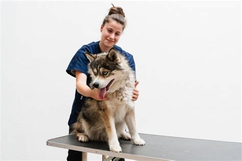 Choisir son école d'ostéopathie animale - Ifoa : institut de formation ...