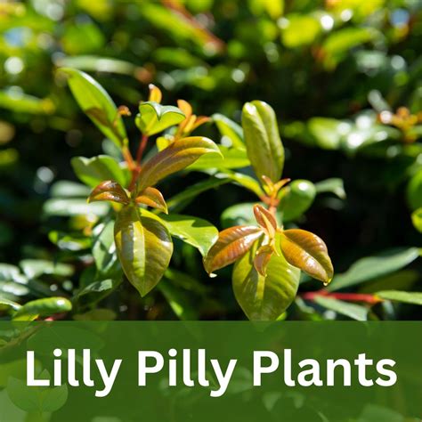 Lilly Pilly Plants – Sunshine Coast Nursery & Garden Centre