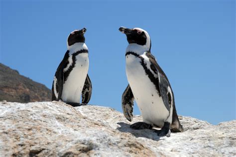 Penguins 2 Free Stock Photo | FreeImages