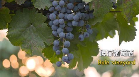 Refined in China: Bole vineyard - CGTN