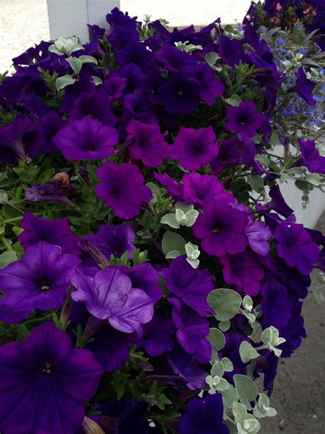 Purple Petunias | Dream garden flowers, Dark purple flowers, Petunia flower