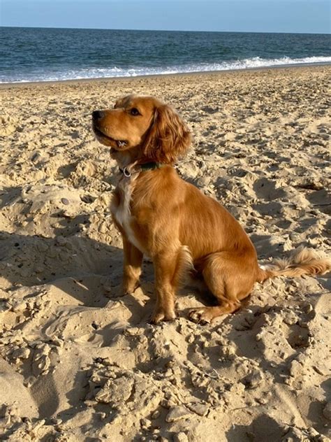 Working cocker spaniel - Stud Dog in Cumbria , United Kingdom | Breed ...