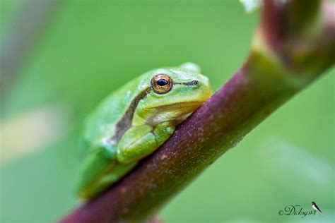 Rainette verte (Hyla arborea) | La Rainette verte peut mesur… | Flickr
