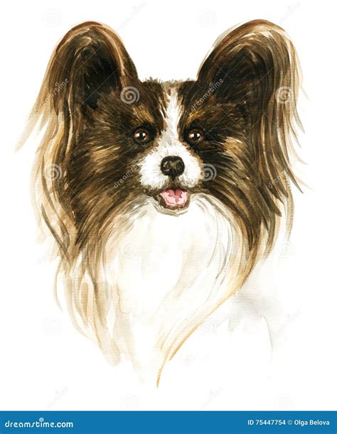 The dog Papillon stock illustration. Illustration of pets - 75447754