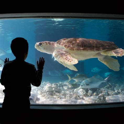 Aquarium Stars: Kids Meet Animals - Maritime Aquarium Zoo Guide