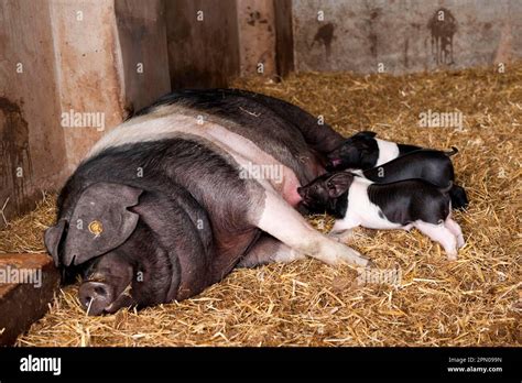 Domestic pig, British Saddleback, sow with suckling piglets, lying on ...