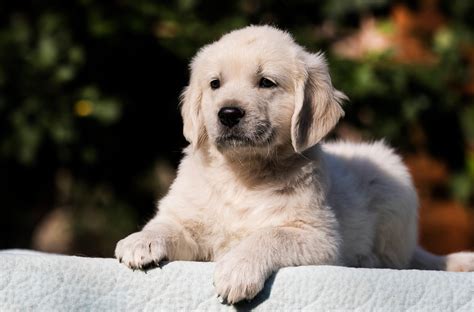 Dog Golden Retriever Puppy