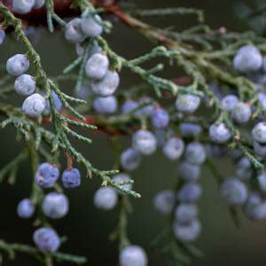 Magical Properties Of Juniper | Enchanted Aromatics